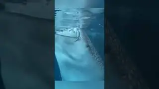 Чуть Не ЗАСОСАЛА Лодку😱 