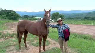 PAL DORADO-CHACARERA