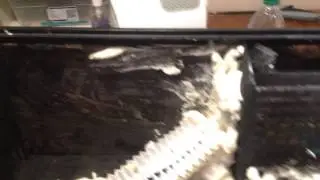 Dart frog 10 gallon waterfall vivarium build Part 2