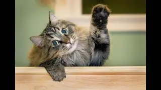 КАК НАУЧИТЬСЯ ПОНИМАТЬ СВОЮ КОШКУ  How to understand your cat