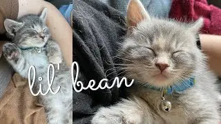 The First Time I Met My Kitten (one year ago today)