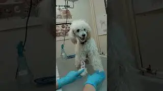 где игрушка? #собака  #dog #юлияветеринар #игрушка #like