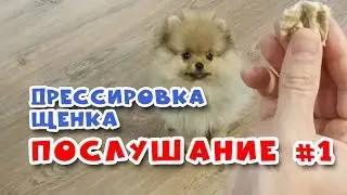 🐾 Дрессировка щенка.  Команда НЕЛЬЗЯ #1