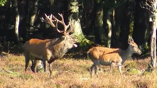 Red Deer Rut In Full Swing Part 3