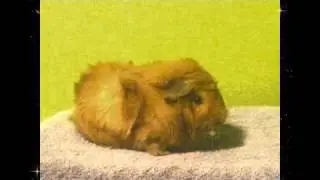 Kronk's Audition for SevenAmazingPets!!!