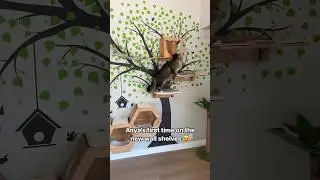 Little Explorer 🥰 #cat #kittty #cuteanimal #catlover #cutecat #cute #cutekitty #kittypets