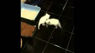 Mis gaticos