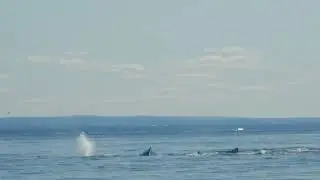Baleines en folies