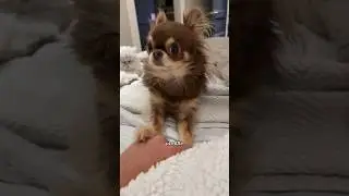 Needy Chihuahua Problems 😅🚩 