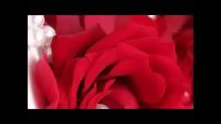 Роза красная Ярослав Евдокимов