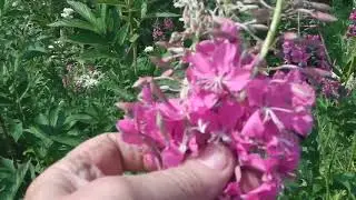 ПОЕЗДКА ЗА ИВАН ЧАЕМ    (КИПРЕЙ), КОГДА И КАК СОБИРАТЬ ИВАН ЧАЙ (КИПРЕЙ)
