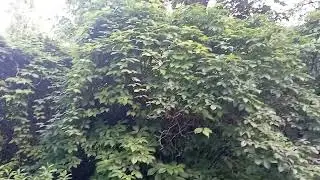 Белая ночь в Петербурге
