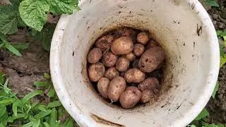 Весь день в делах💯/Урожай чеснока👍☺️