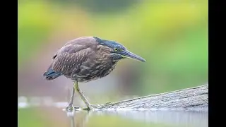 Photographing the elusive Heron!! Vlog 2