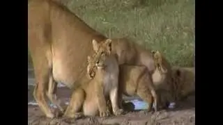 Funny Cute Lion Cubs playing with sisters tail