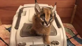 Что смотришь Кушать давай