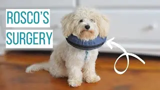 ROSCO GETS NEUTERED | What to Expect After Your Dog is Fixed