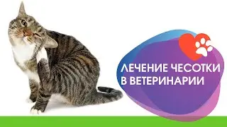Причины чесотки у собак и кошек в ветеринарии
