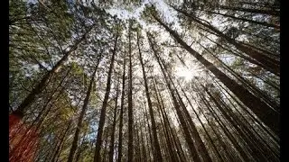 Relaxing Nature Sounds Birds Singing, Meditation, Calm and Peace #Nature Sounds