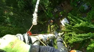 Quick birch smash / Removal