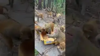 Милые обезьянки 🙈🙉🙊cute monkeys