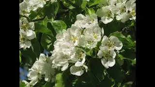 Als Rentner... Teil 14: Frühlingsbilder