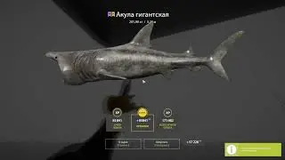 Поймали Акулу гигантскую на (205,58кг)#русскаярыбалка4 #russianfishing4 #rr4 #shortsvideo #shorts