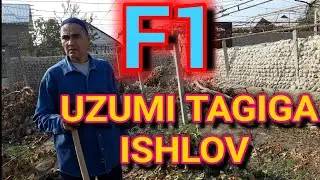 Mashxur  F1 navli UZUMNI sovuqdan qanday asrash va tagiga o‘g‘it berish.