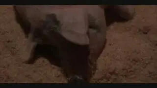 world's fattest pig