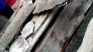 Лежу в гробе