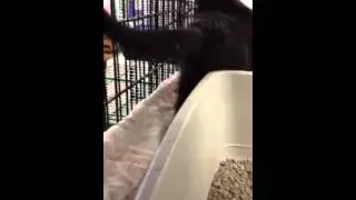 Rescue cat at pet store