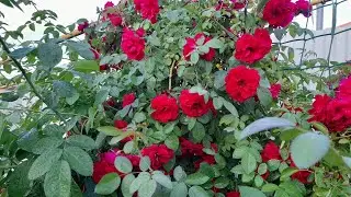 🌹🌹🌹Розы- обработки от вредителей и подкормки !А также бассейн в жару!