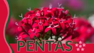 Here's What You Don't Know About Pentas! (Egyptian Starcluster, Pentas lanceolata)