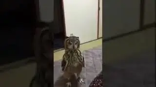 Чё, чё, чё, кто, кто это кинул гугл сова