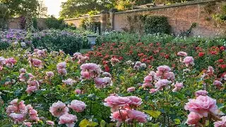 Extra Rose Tips With Head Gardener Neil Miller