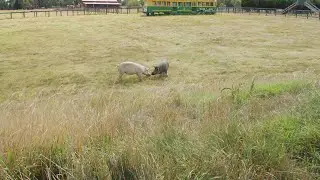 Tottie finds love at Edgar's Mission