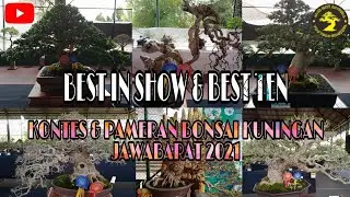 BONSAI TERBAIK DI PAMERAN DAN KONTES BONSAI KUNINGAN JAWABARAT 2021