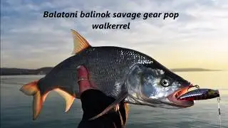 Balatoni balinok savage gear pop walkerrel