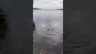 Щука на поводок 0.20 из флюра🎣