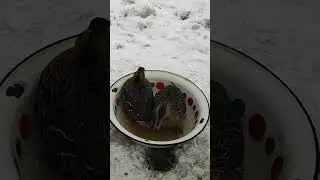 Настоящий мужчина на даче!