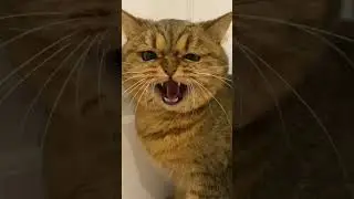 #cat #топ #тренды #шортс #коты