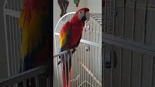 Scarlet Macaw Tells me he is 12years old! | Phoenix is a Rad bird! 