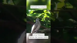 Test zoom burung lensa tele rakitan #phonescoping #lensa #lensbong #photography
