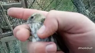 Ловля певчих птиц,удачный виход по ловле птиц на западок.