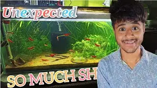MERA SHRIMPS NE ITNA SARA BABY DIYA /HOW TO BREED FIRE RED SHRIMP AS A MUSTER BREEDER