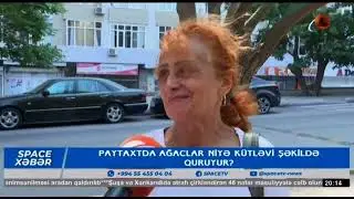 Paytaxtda ağaclar quyur yoxsa qurudulur