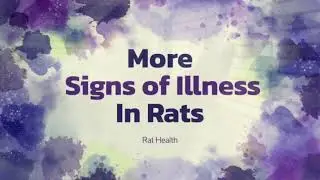 More Signs of Illness in Rats