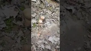 Spring porcini mushrooms 2023