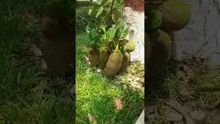 Jackfruit in Bangladesh #arabic #nature #love