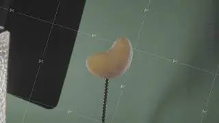Tangerine rotating with loop on green screen for chroma key